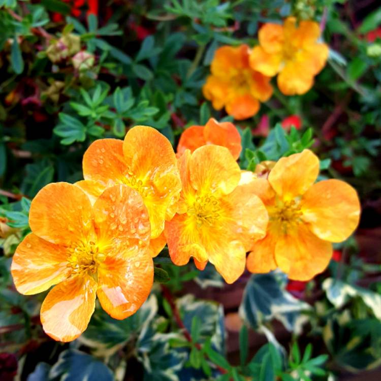 plant image 559080