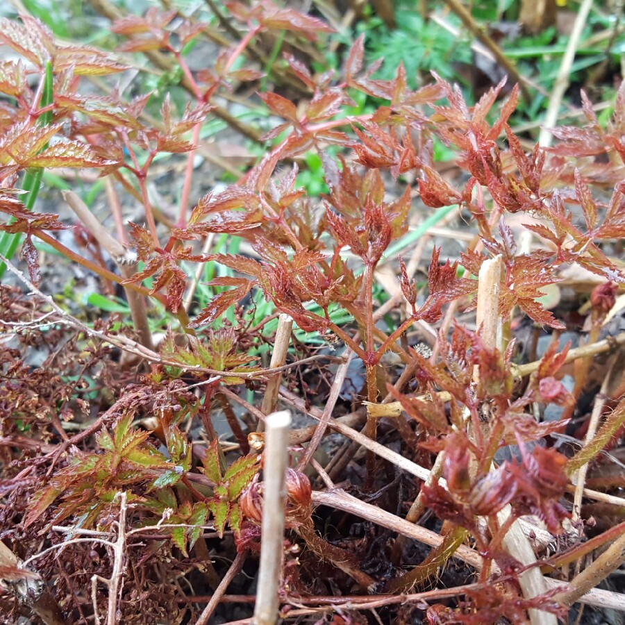 plant image 56556