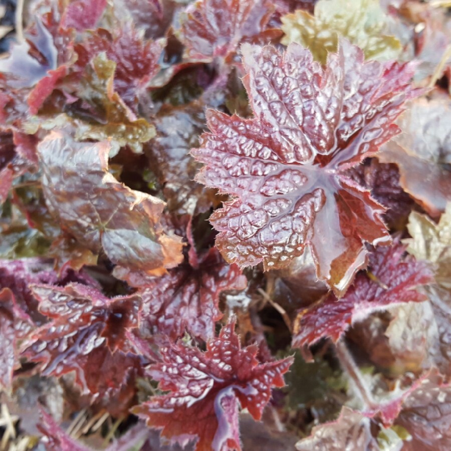 plant image 56560