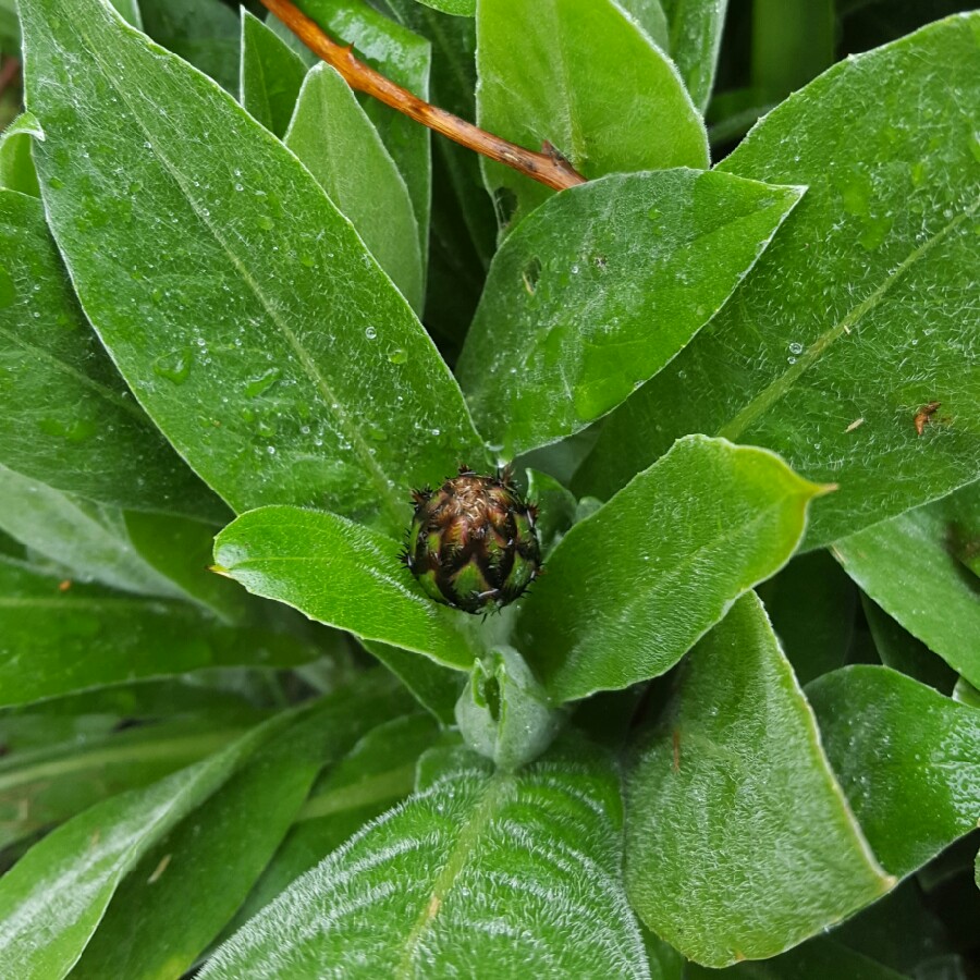 plant image 56566 plant image 56566