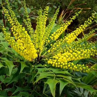 Mahonia