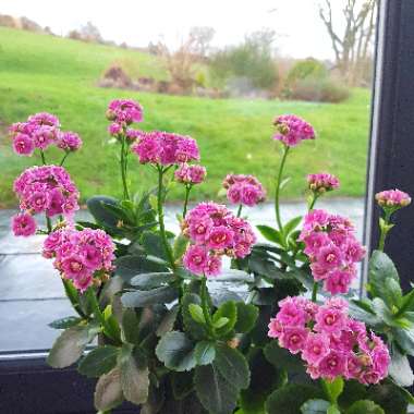 Kalanchoe Blossfeldiana