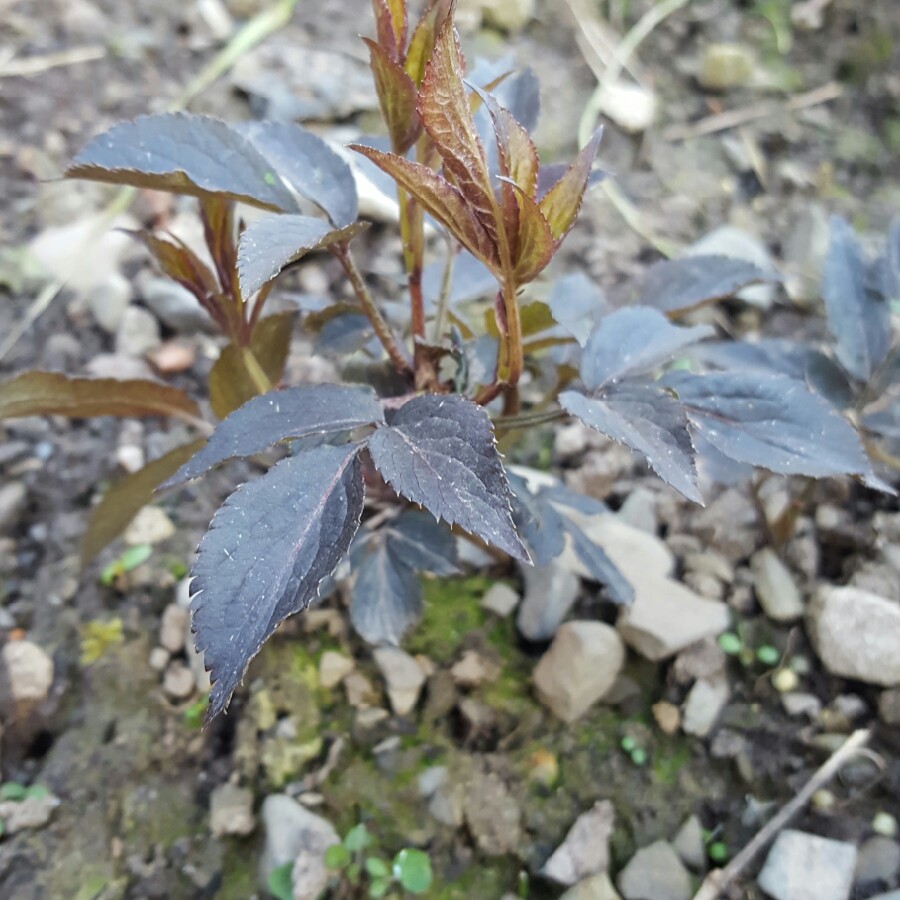 Sambucus nigra f. porphyrophylla 'Eva' syn. Sambucus nigra f. porphyrophylla 'Black Lace', Sambucus nigra 'Black Lace'