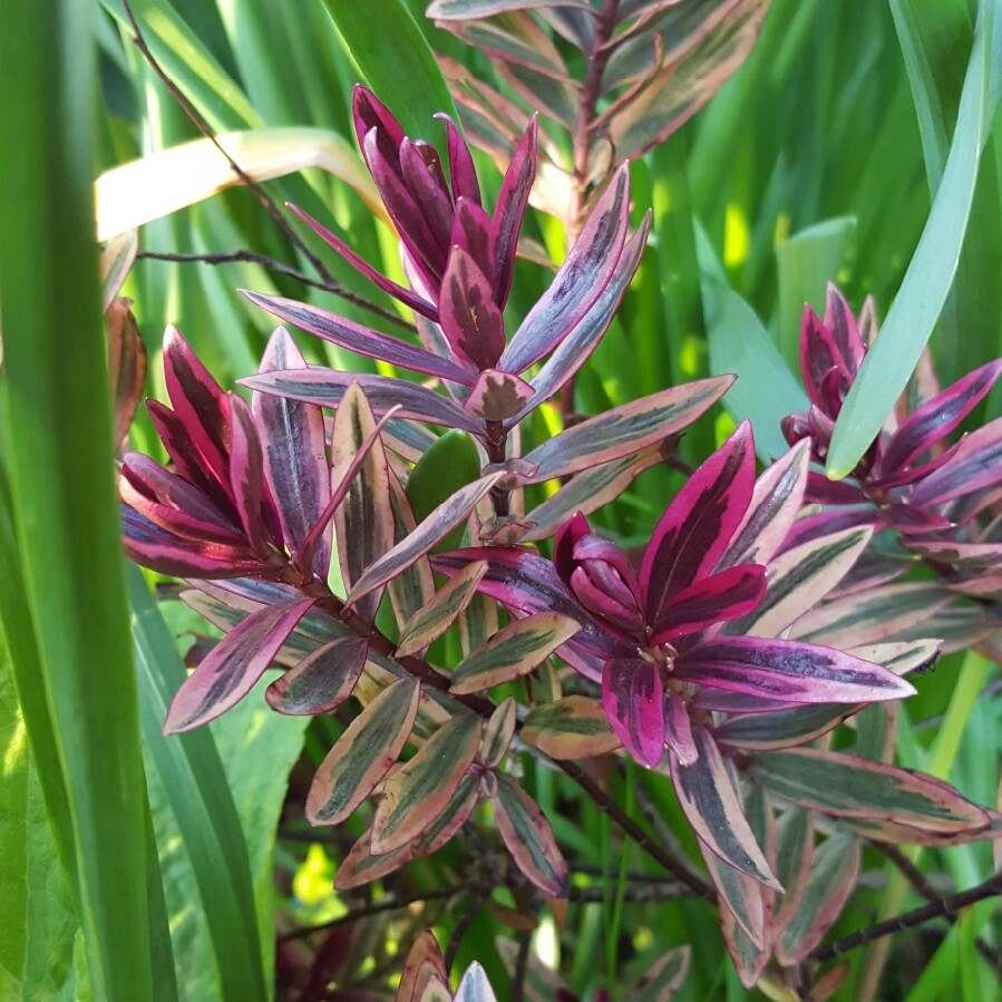 plant image 62271 plant image 62271