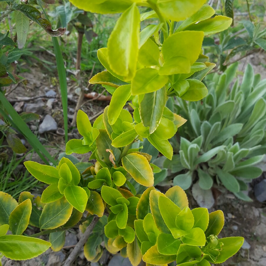 Plant image Euonymus europaeus