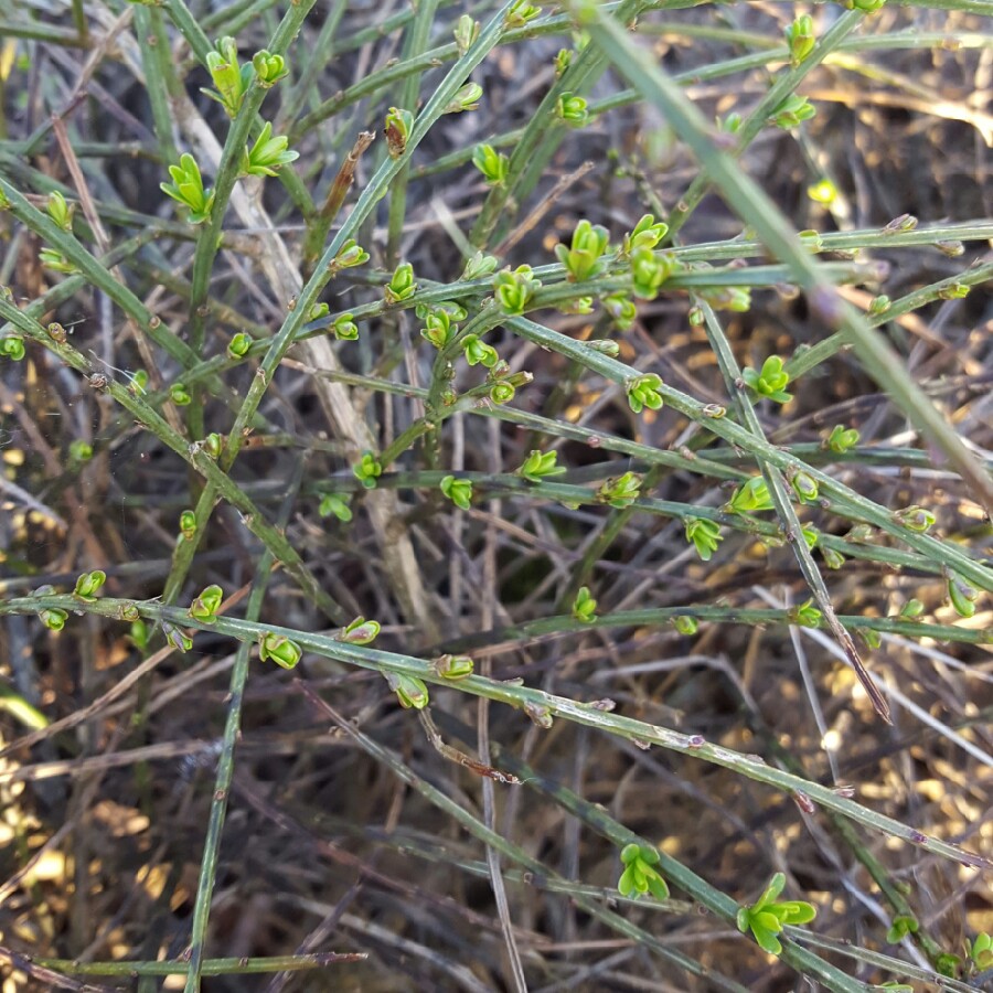 plant image 62336