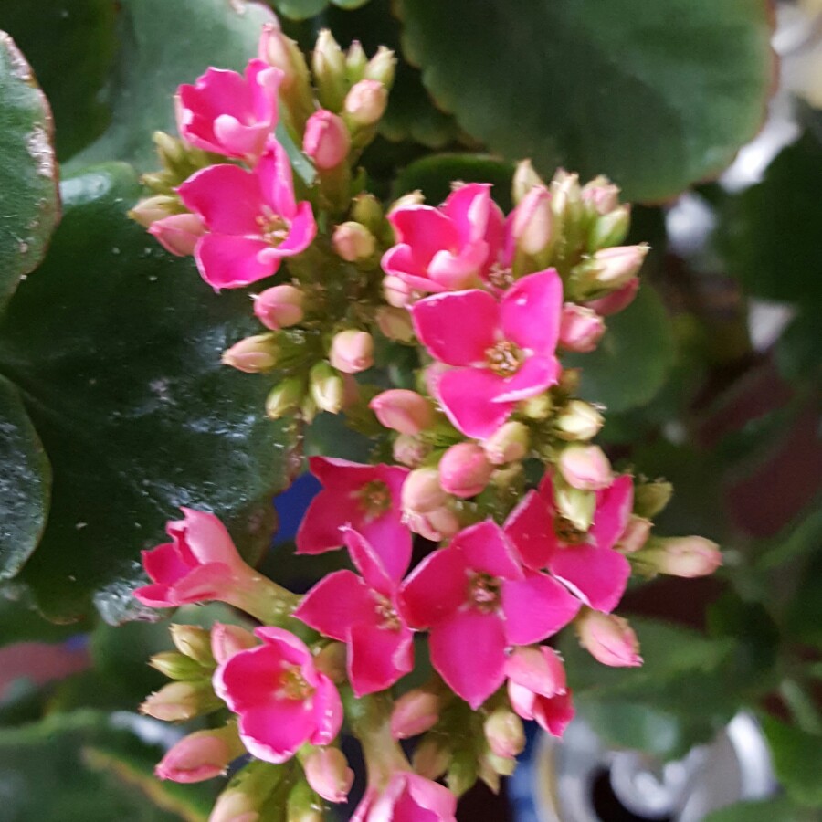 Kalanchoe Blossfeldiana, Kalanchoe 'Blossfeldiana' - uploaded by ...