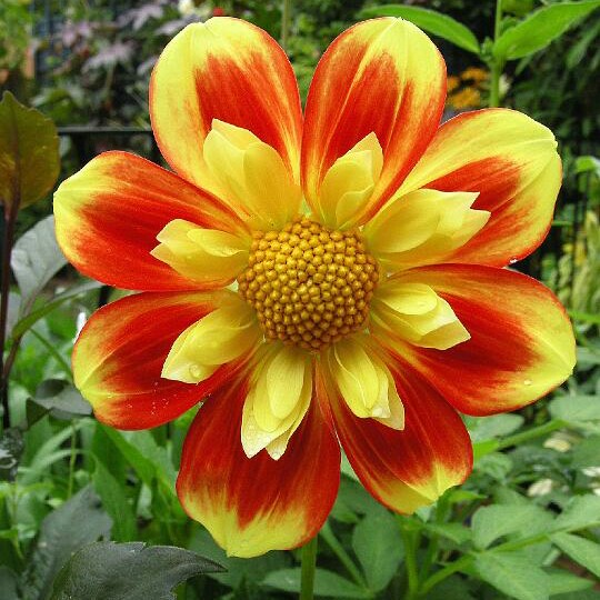 Dahlia 'Pooh - Swan Island' syn. Dahlia 'Pooh'
