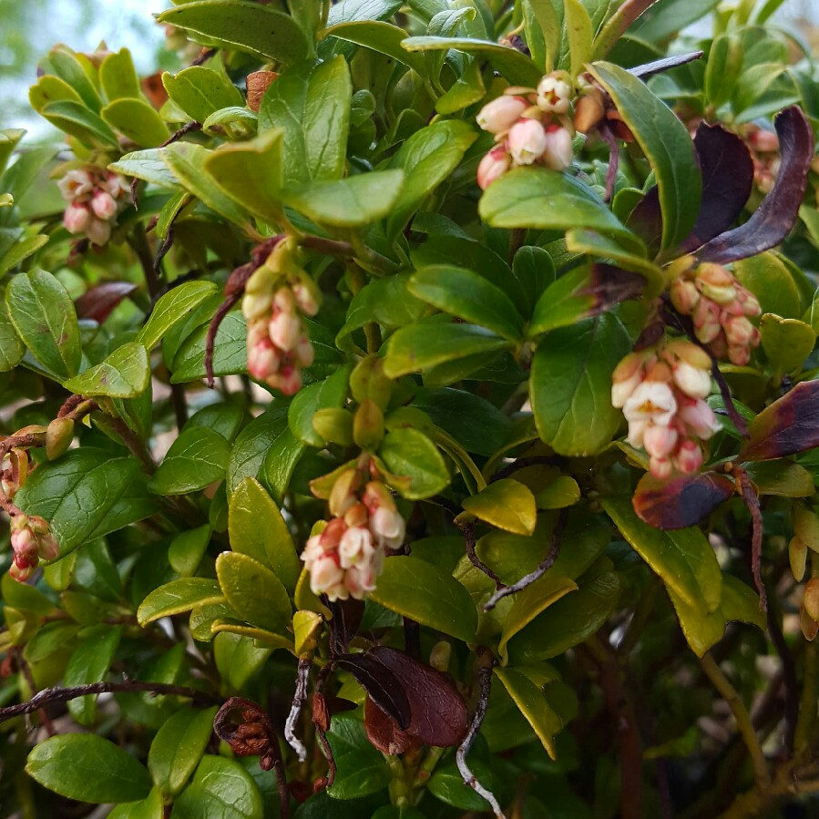 plant image 67329