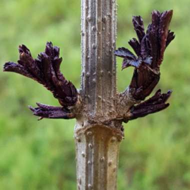 Sambucus nigra f. porphyrophylla 'Eva' syn. Sambucus nigra f. porphyrophylla 'Black Lace', Sambucus nigra 'Black Lace'