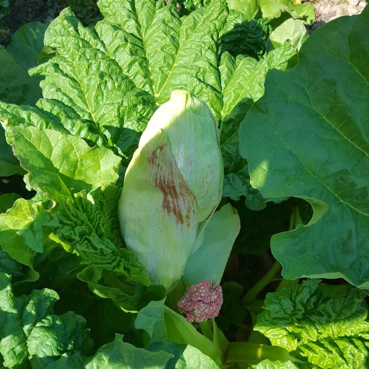 plant image 689682