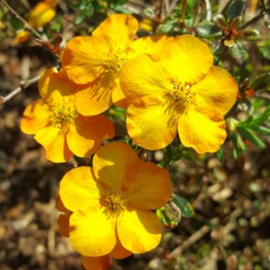 Potentilla fruticosa 'Tangerine'