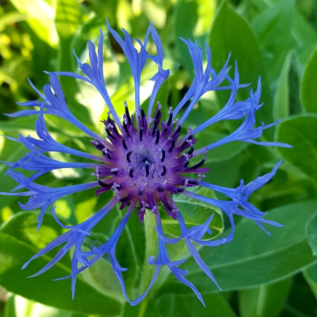 plant image 719521