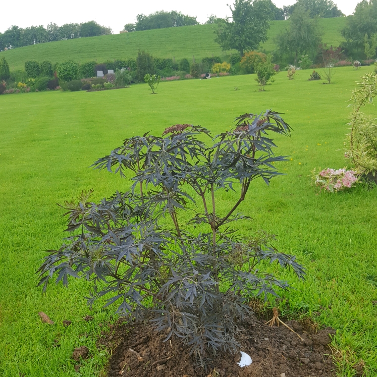 plant image 727262 plant image 727262