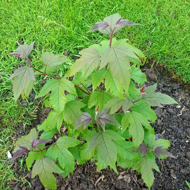 plant image 727282