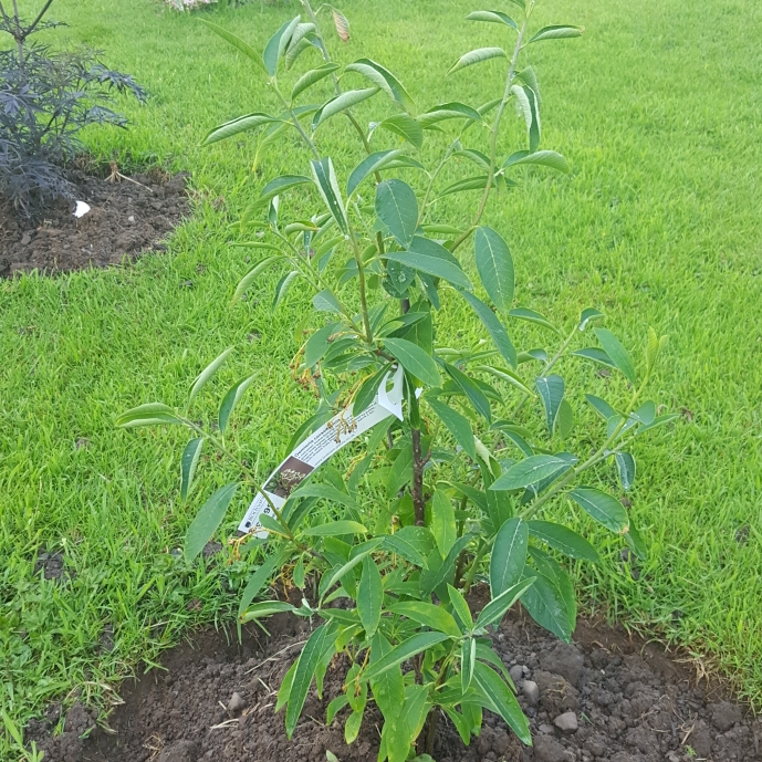 plant image 727318