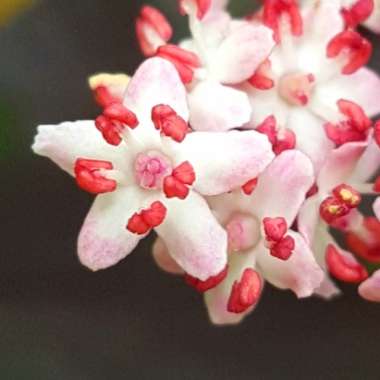 Sambucus nigra f. porphyrophylla 'Eva' syn. Sambucus nigra f. porphyrophylla 'Black Lace', Sambucus nigra 'Black Lace'