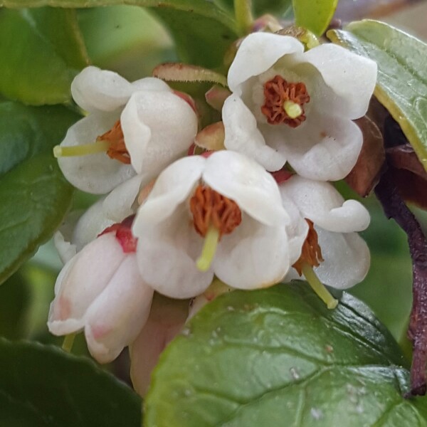 plant image 73683