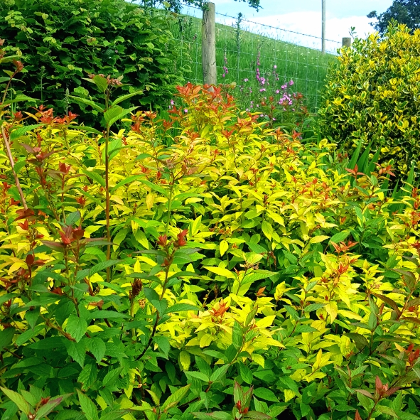 plant image 741856 plant image 741856