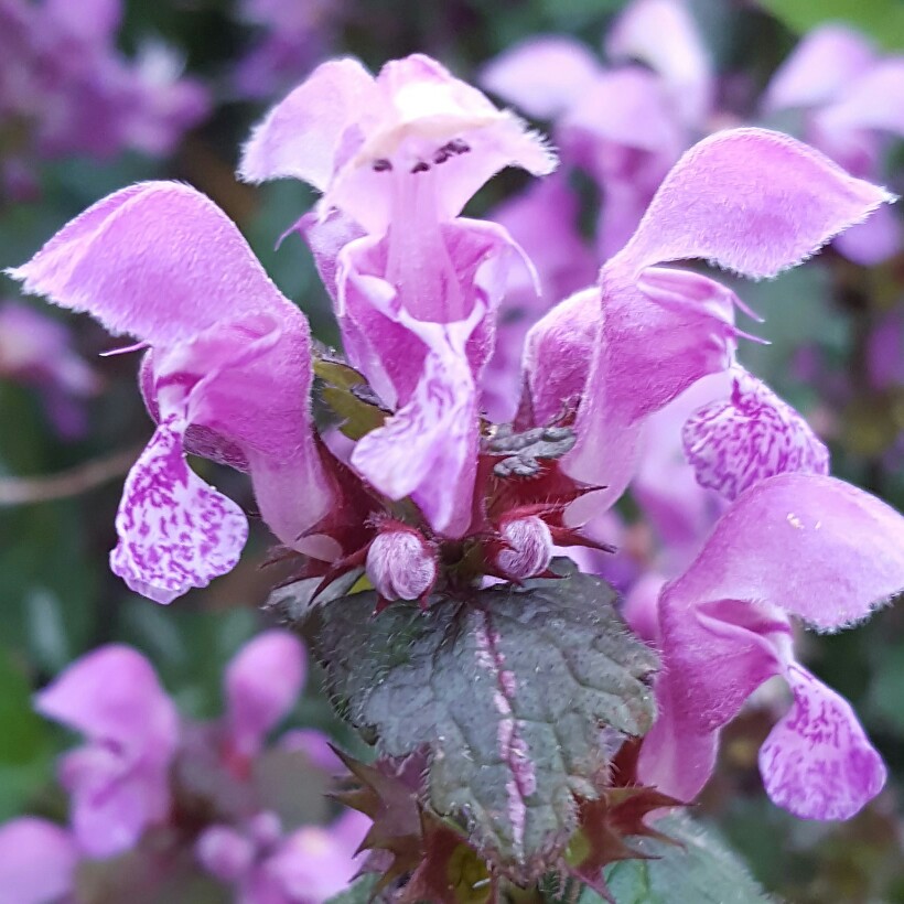 plant image 76594