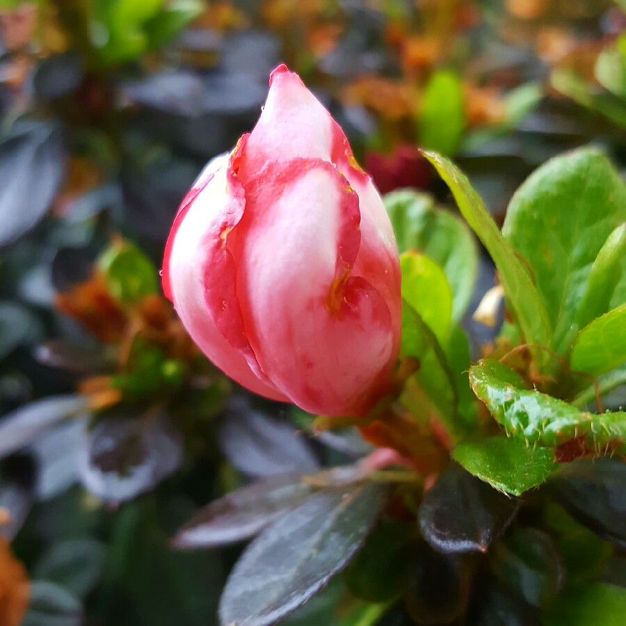 plant image 79998