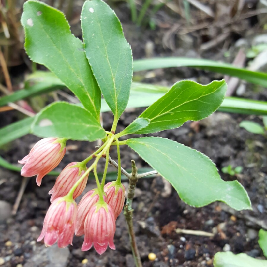 Plant image Enkianthus campanulatus