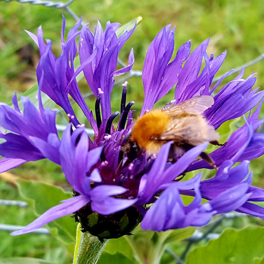 Centaurea montana