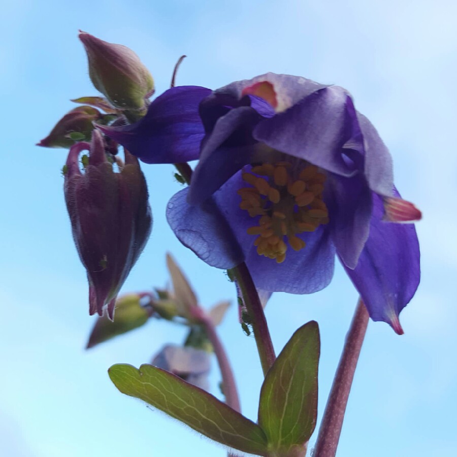 plant image 80376 plant image 80376
