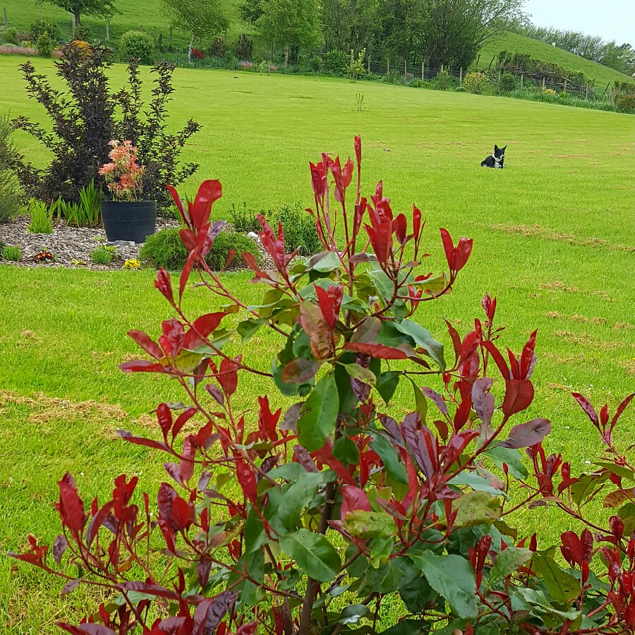 Plant image Photinia x fraseri 'Robusta Compacta'