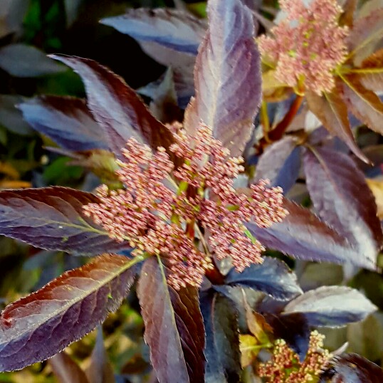 plant image 81824 plant image 81824