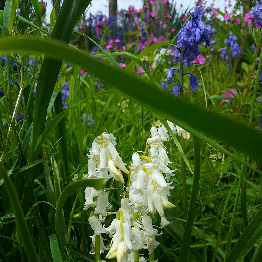 Plant image Hyacinthoides hispanica 'Alba'