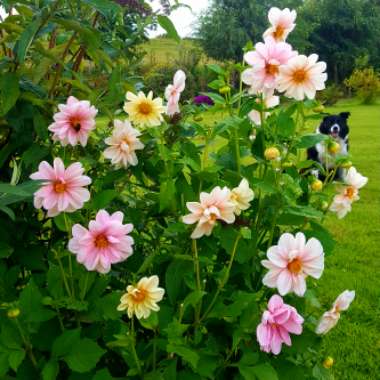 Dahlia