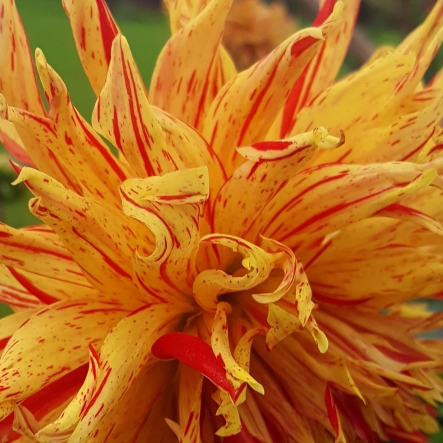 plant image 856302 plant image 856302