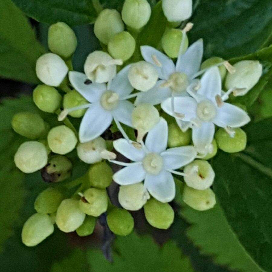 plant image 86536 plant image 86536