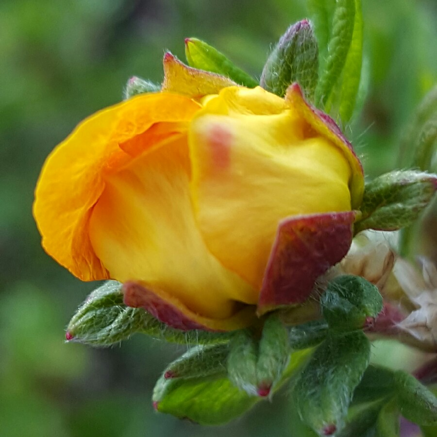 plant image 86544
