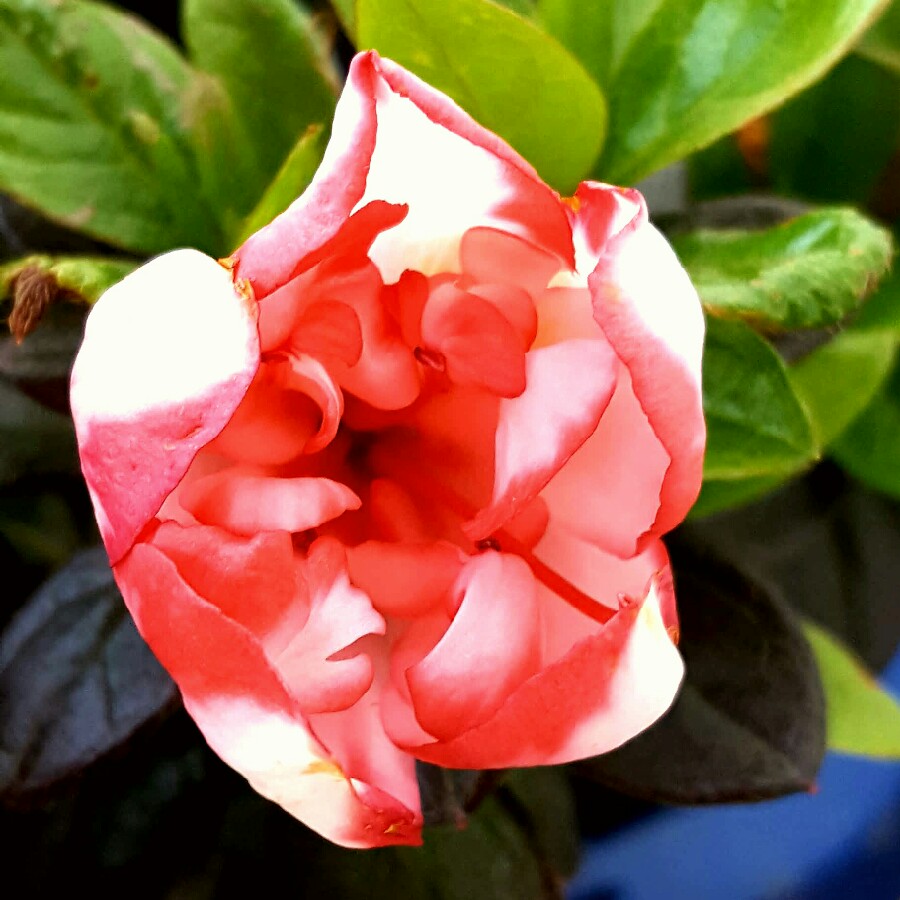 plant image 86743