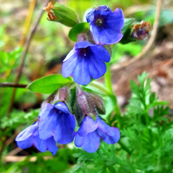 Plant image Pulmonaria saccharata