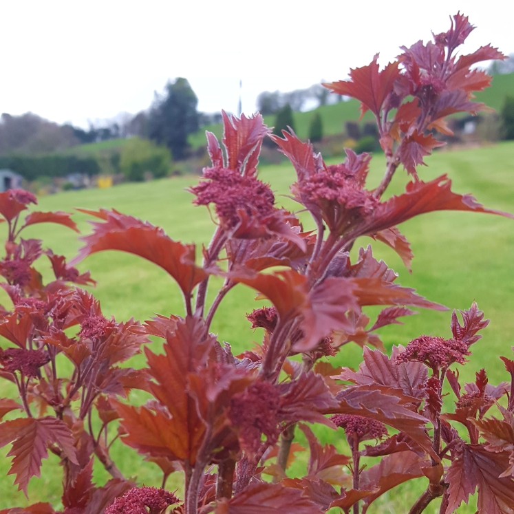 plant image 979245