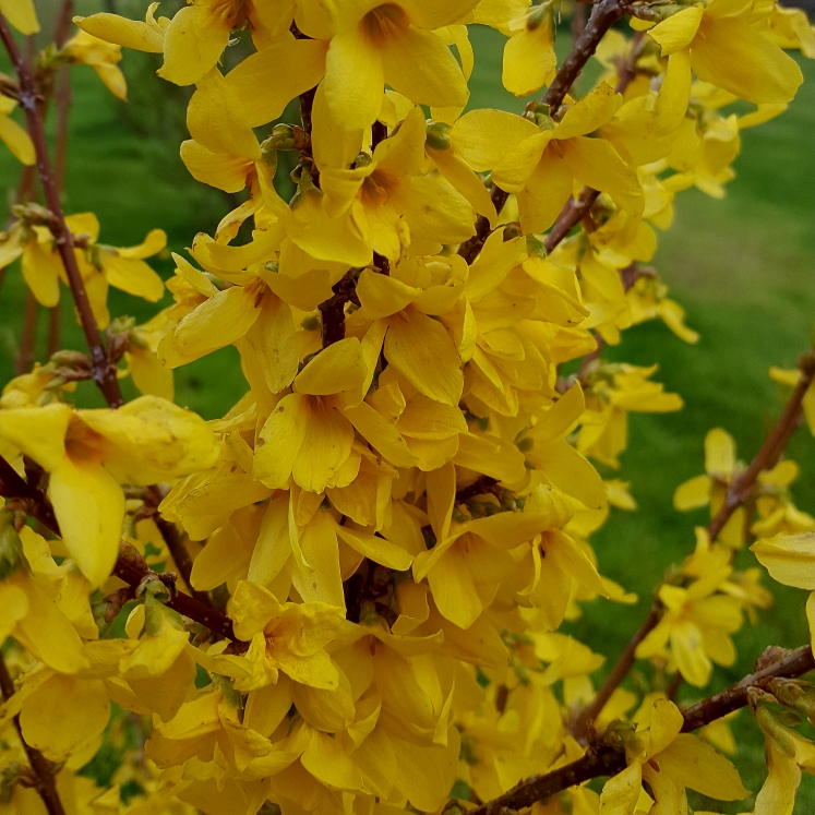 plant image 979246