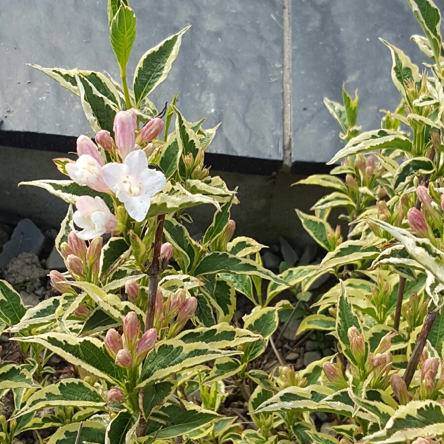 plant image 98845