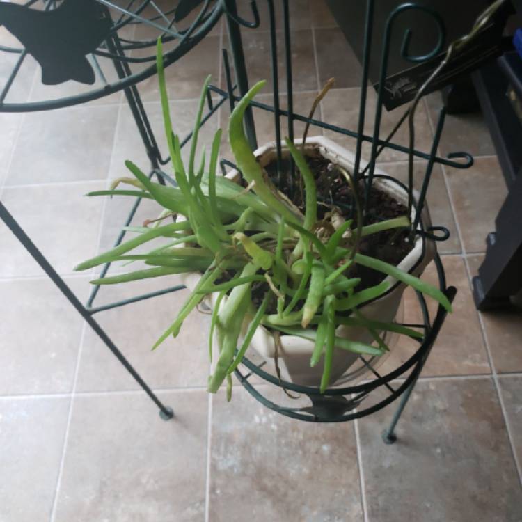 Plant image Aloe Hybrid 'LEO 3151A'