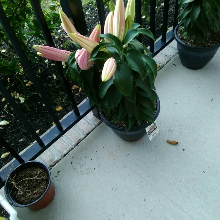 plant image 1342867