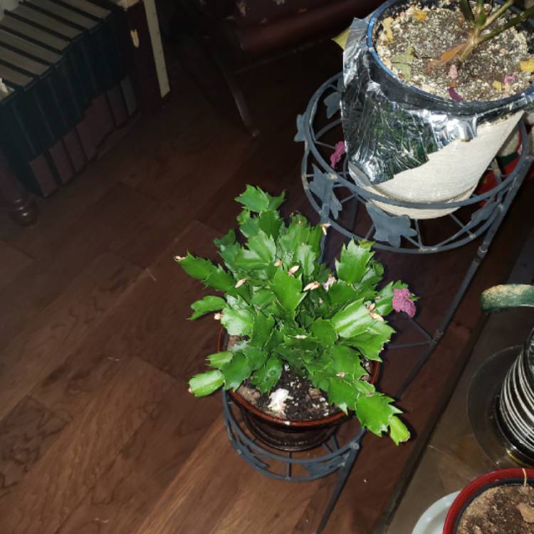 plant image 1431835