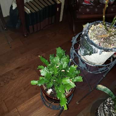 Zygo Cactus 'White Christmas'