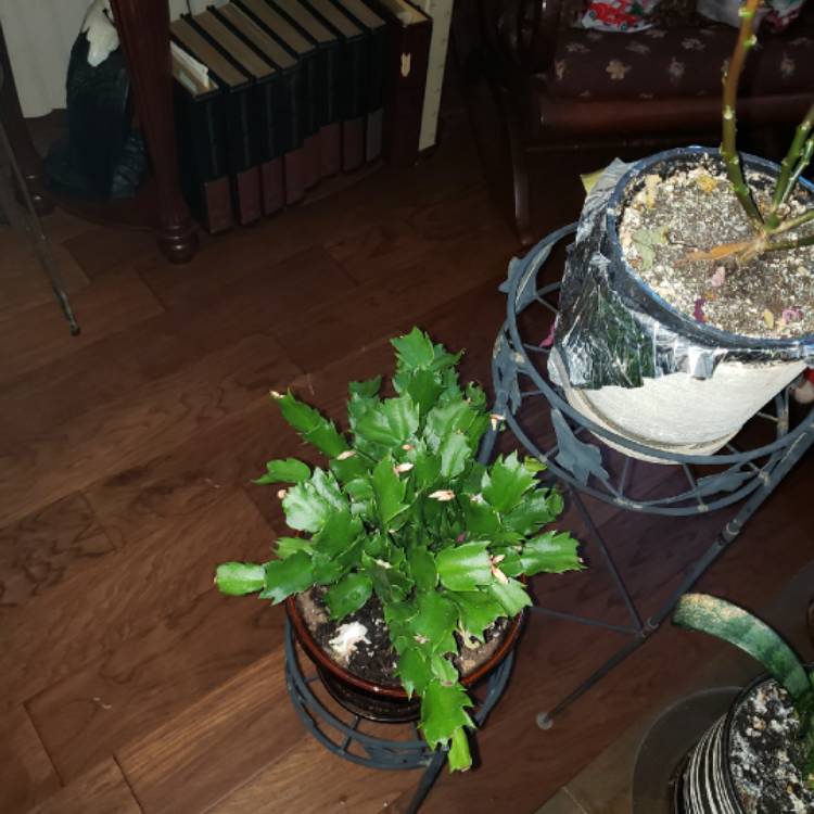 plant image 1431838