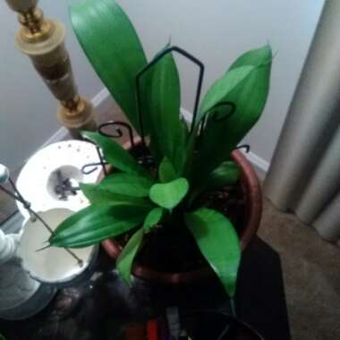 Sansevieria trifasciata 'Hahnii Marginated'