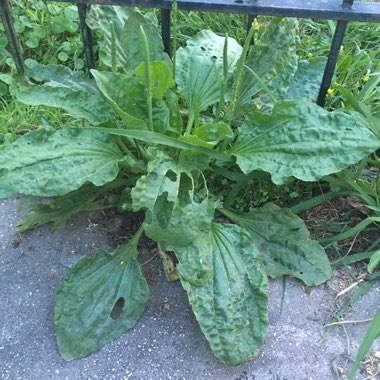 Alisma plantago aquatica  syn.Alisma plantago