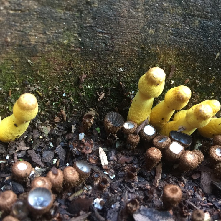 plant image 533688