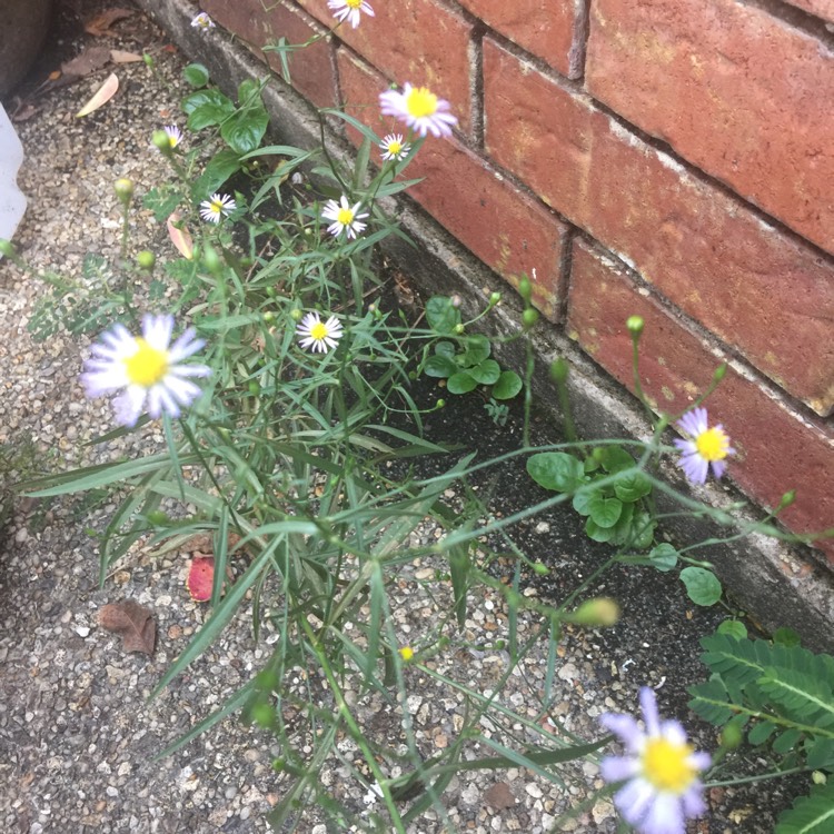 plant image 559968