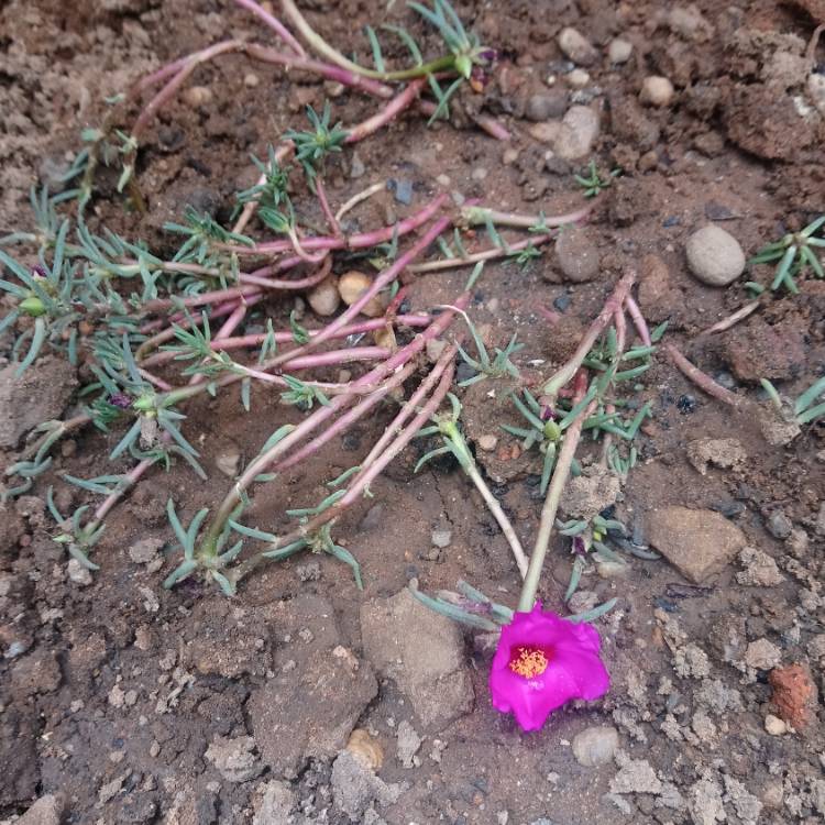 Plant image Portulaca grandiflora 'Sundial Fuchsia'